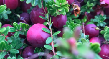 Fort Langley Cranberry Festival, 2018